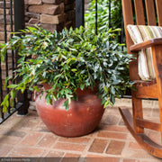 Distylium, Vintage Jade #3